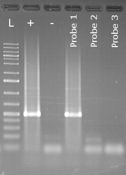 Gel image Xap Test 3