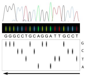 DNA Sequencing Principle