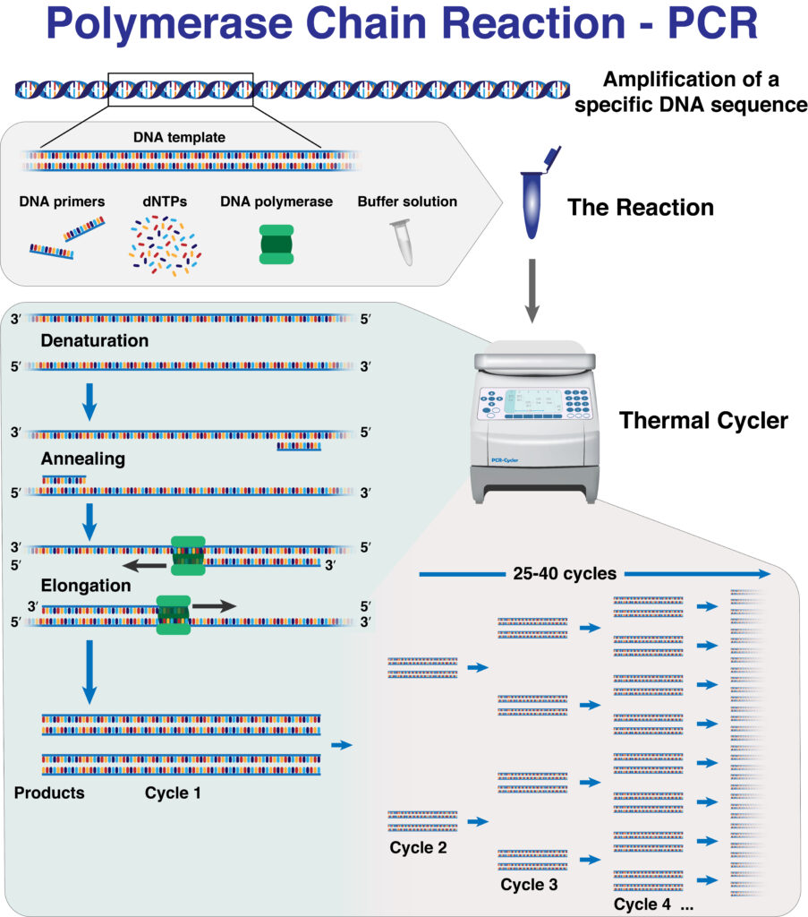 The Different Stages And Cycles Of Dna Molecule Amplification