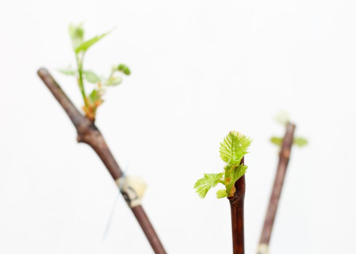 The growth of young grapes leaves in the nursery