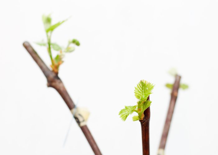 The growth of young grape leaves in the nursery