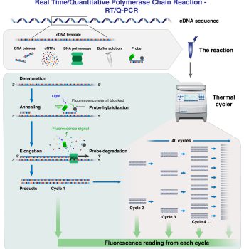 The Different Stages And Cycles Of Cdna Molecule Amplification